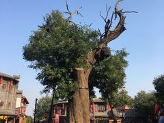 -老槐树煎包