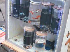 -哈尔滨道外花鸟鱼市场