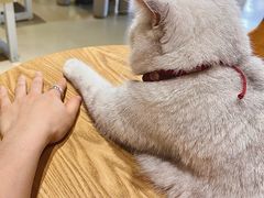 -藏猫猫咖啡主题馆(中央大道店)