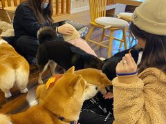 -豆柴町-柴犬主题狗咖(红鼎国际C座店)