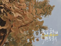 -三里屯东五街银杏大道