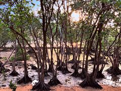 -宝安西湾红树林湿地公园