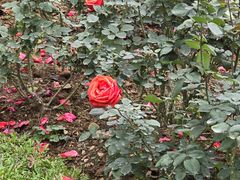 -人民公园(罗湖区)