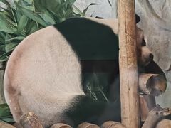 -深圳野生动物园