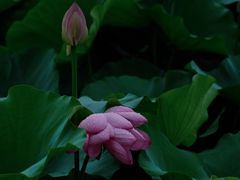 -荷塘月色湿地公园·向阳花洲