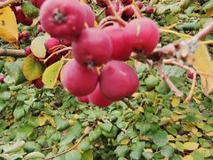 -元大都城垣遗址公园