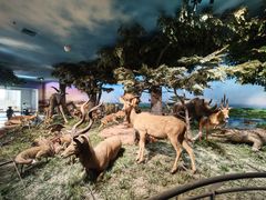 -国家自然博物馆