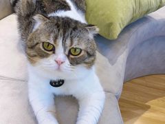 -啵啵喵·猫咖(攀华国际店)