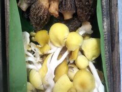 -木王宴语·野生鲜菌火锅(玉河店)