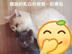-十年猫舍·猫咪专门店(普陀店)