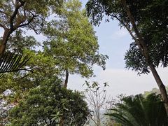 -深圳仙湖植物园