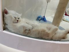 -1013 PET SHOP精品宠物商店(丁香店)