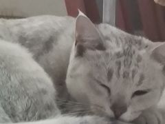 -瑞鹏宠物医院·夜间急症·心超·猫科(祖庙分店)