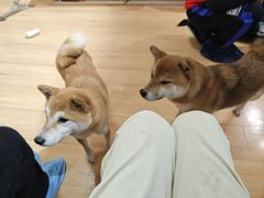 -是阿柴呀！柴犬咖啡·爱喵喵猫咖