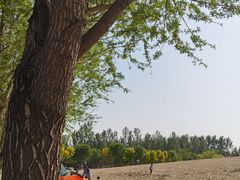 -东郊湿地公园