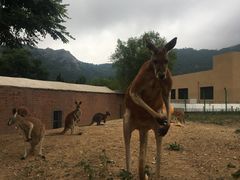 -青岛森林野生动物世界