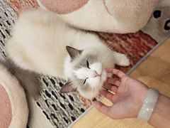 -猫咪派对(江南西店)
