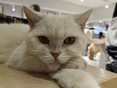 -more than meow吴止猫主题餐厅(承德 中船汇店)