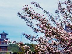 -泰山花样年华景区