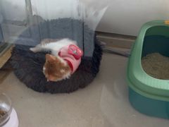 -糯米喵星人总部直营旗舰店·猫舍·幼猫出售