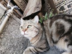 -喵屿·大理花园猫咖