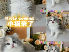 -小猫来了·猫舍(红山六九七九店)