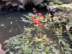 -东山雕花楼