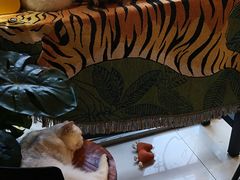 -平行世界·猫咖(首经贸店)