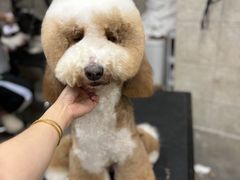 -帕帕拉兹宠物(亚洲旗舰店)