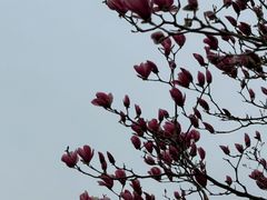 -宝莲城
