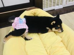 -逗柴咖啡屋·狗咖猫咖宠物桌游