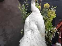 -滇野云南野生菌餐厅(陕西南路店)