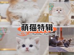 -小猫来了猫舍(福田店)