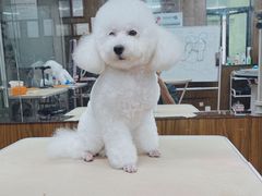 -鑫艺宠物美容培训学校