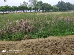 -艾溪湖湿地公园