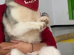 -Husky Go! 哈士奇体验馆·宠物咖啡厅狗咖