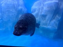 -多彩贵州城极地海洋世界