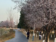 -两河城市森林公园