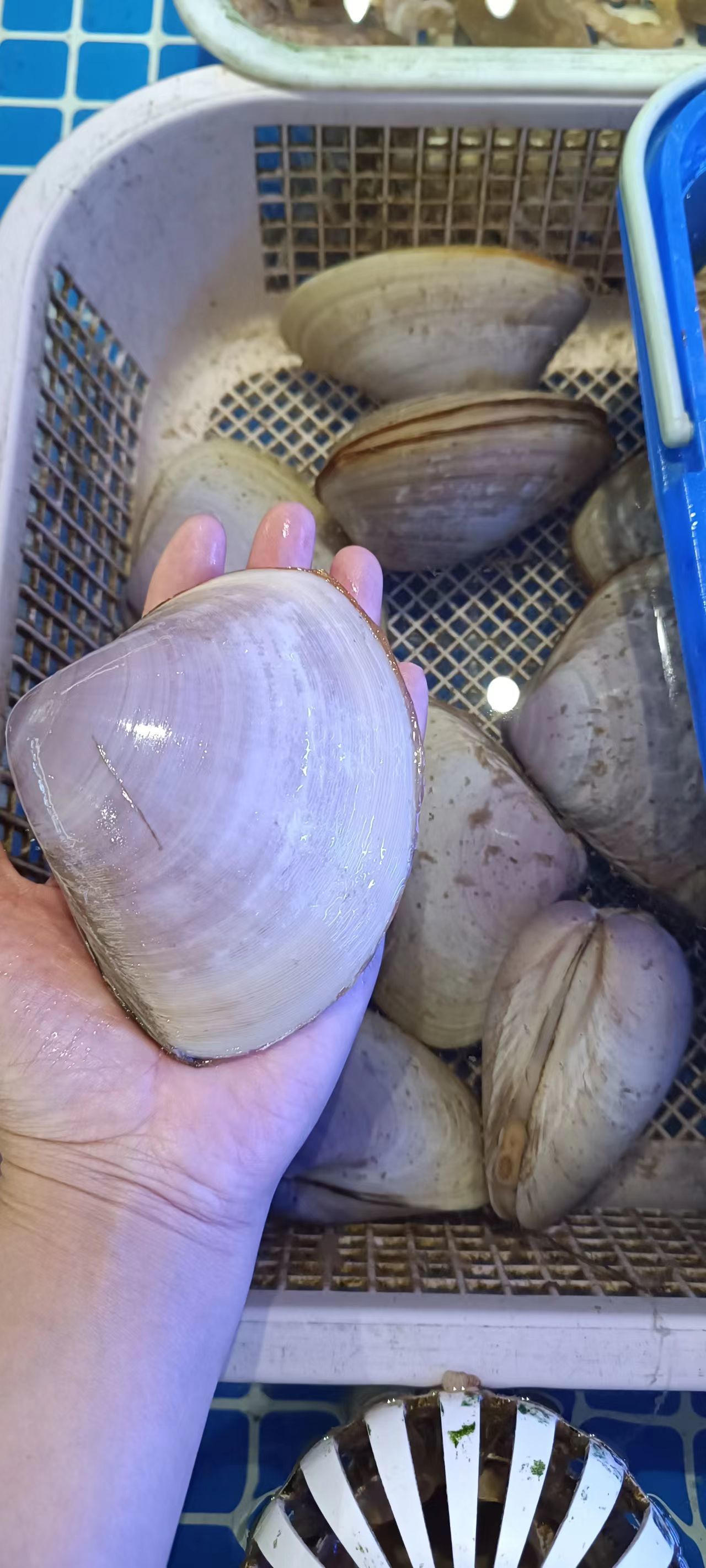 长乐漳港海蚌#太好吃了吧