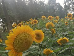 -瑶湖郊野森林公园