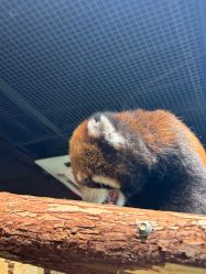 -Zoolung Zoolung动物主题公园(海信广场店)