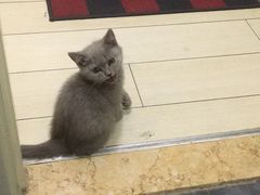 -猫大福·Fortune Cat猫舍(百子湾店)