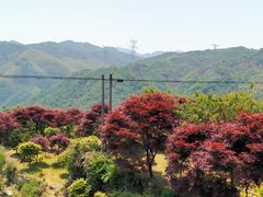 -四明山国家森林公园