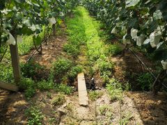 -马陆小张葡萄园农家乐