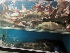 -老板恋上鱼(高新万达店)