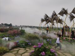 -空港花田景区