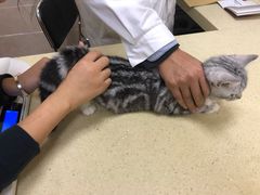-艾贝尔宠物医院·狂犬免疫点(江山金象城店)
