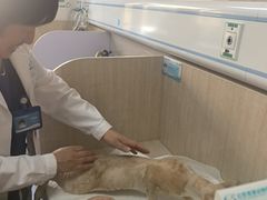 -北京观赏动物医院·24小时大型综合·猫专科·异宠专科