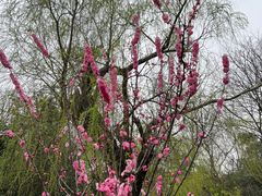 -上海滨江森林公园