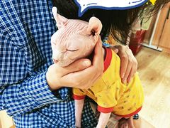 -MOCHA明星猫咖(田子坊店)